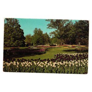 Vintage Postcard Of Spring Tulips Kingwood Center Garden Mansfield Ohio Roadside